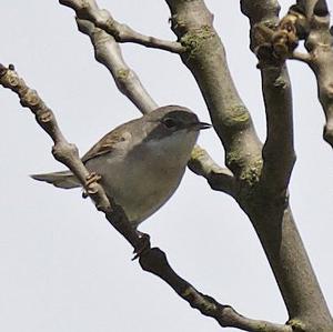 Common Whitethroat