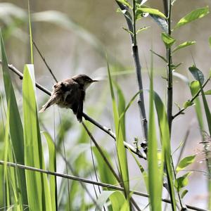 Eurasian Reed-warbler