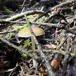 Spruce-cone Toadstool