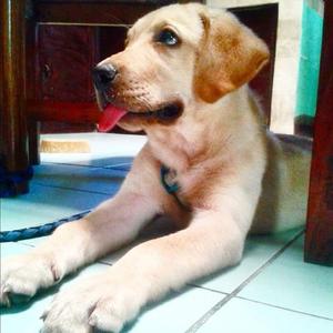 Retriever (Labrador)