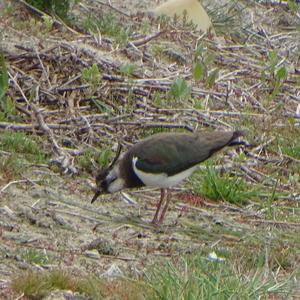 Northern Lapwing