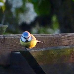 Blue Tit