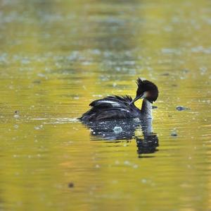 Great Crested Grebe