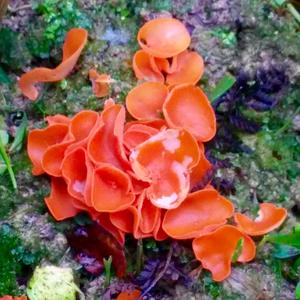 Orange Peel Fungus