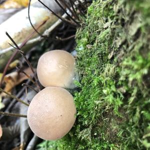 Stump Puffball