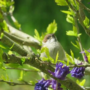 Eurasian Tree Sparrow