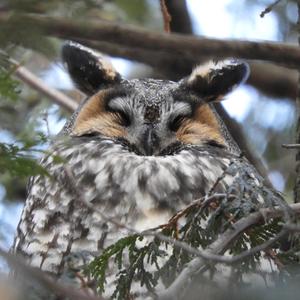 Long-eared Owl