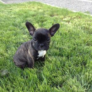 French Bulldog