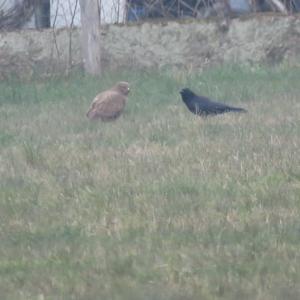 Common Buzzard