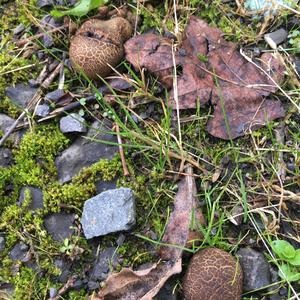 Stump Puffball