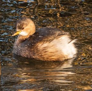 Little Grebe