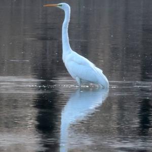 Great Egret