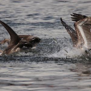 Brown Pelican