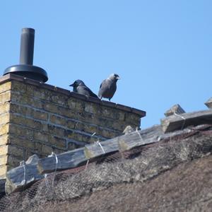 Eurasian Jackdaw