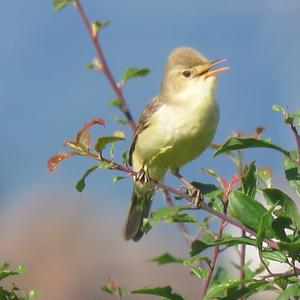 Melodious Warbler