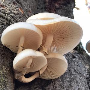 Porcelain Fungus