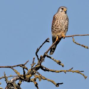 Common Kestrel