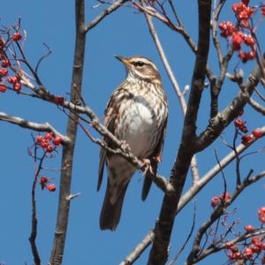 Redwing