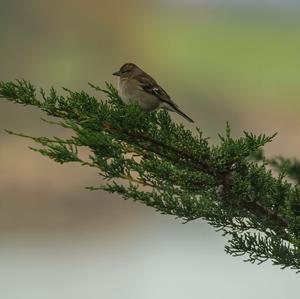 Eurasian Chaffinch