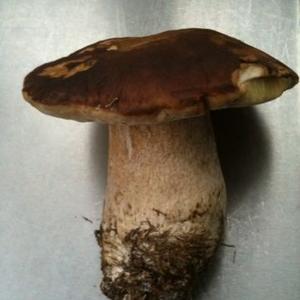 King Bolete