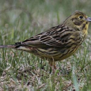 Yellowhammer