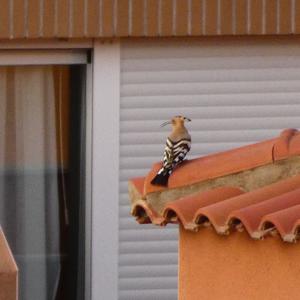 Eurasian Hoopoe