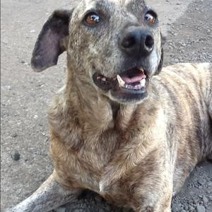 Unknown Breed