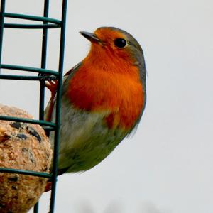 European Robin