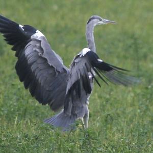 Grey Heron