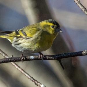 Eurasian Siskin