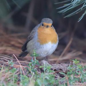 European Robin