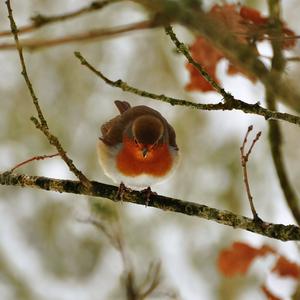 European Robin