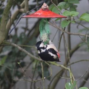 Great Spotted Woodpecker