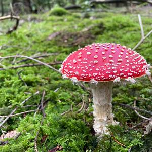 Fly Agaric