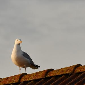 Lesser Black-backed Gull