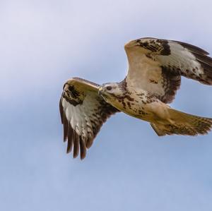 Mäusebussard