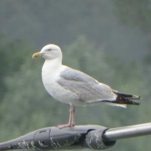 Herring Gull