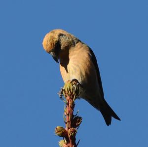 Red Crossbill