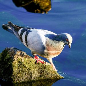 Rock Pigeon