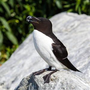 Razorbill