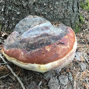 Red-belted Polypore