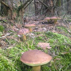 Bay Bolete