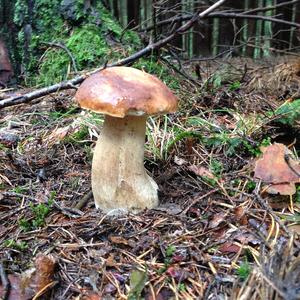 King Bolete