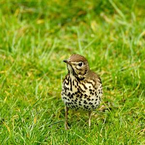 Song Thrush