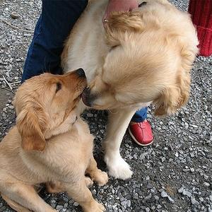 Unknown Breed