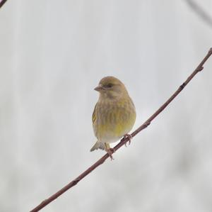 European Greenfinch