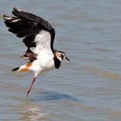 Northern Lapwing