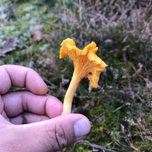Unknown Species