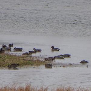 Common Teal