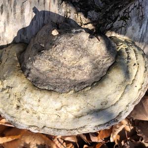 Tinder Polypore